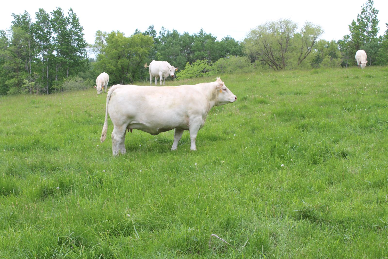 Charolais Pick of Herd